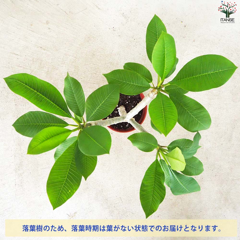 ②プルメリア苗木ディバイン＋パキラミルキーウェイ パキラ・ミルキーウェイ01】大型《店頭受取・大阪近郊配送のみ