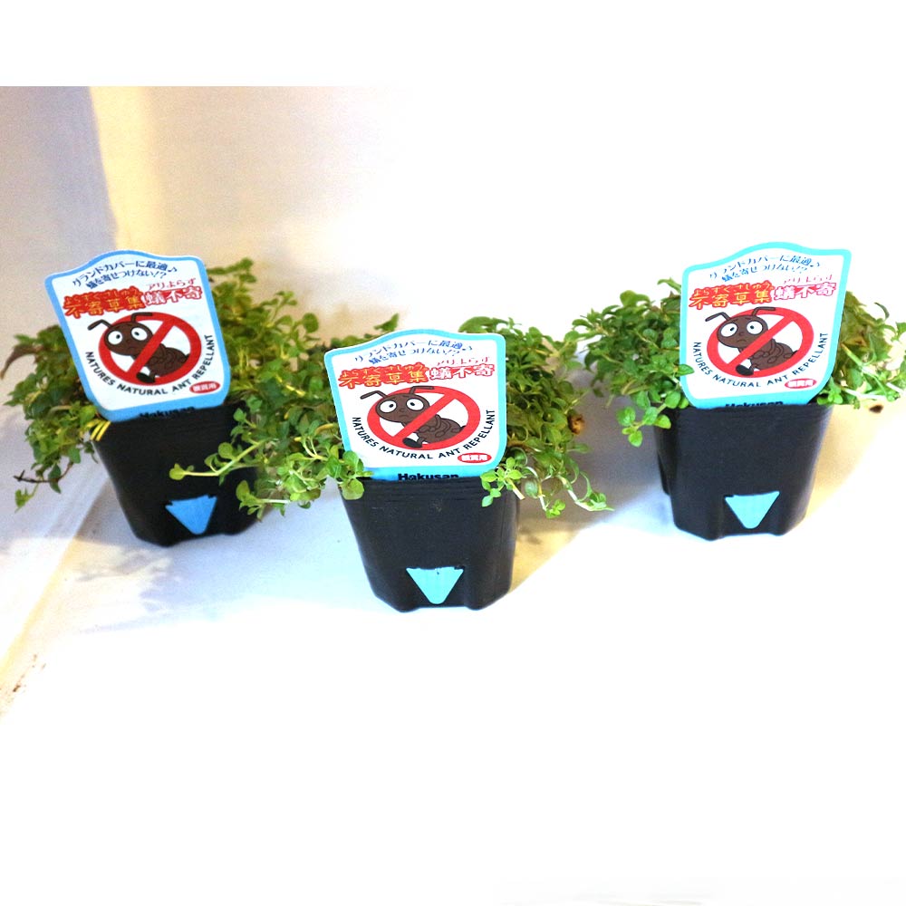 アリよらずハーブ(ペニーロイヤルミント)3個~【ハーブ苗 9cmポット】