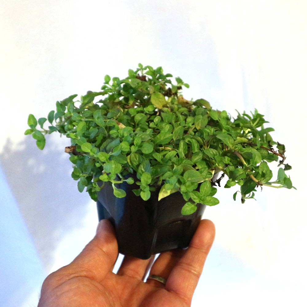 アリよらずハーブ(ペニーロイヤルミント)3個~【ハーブ苗 9cmポット】