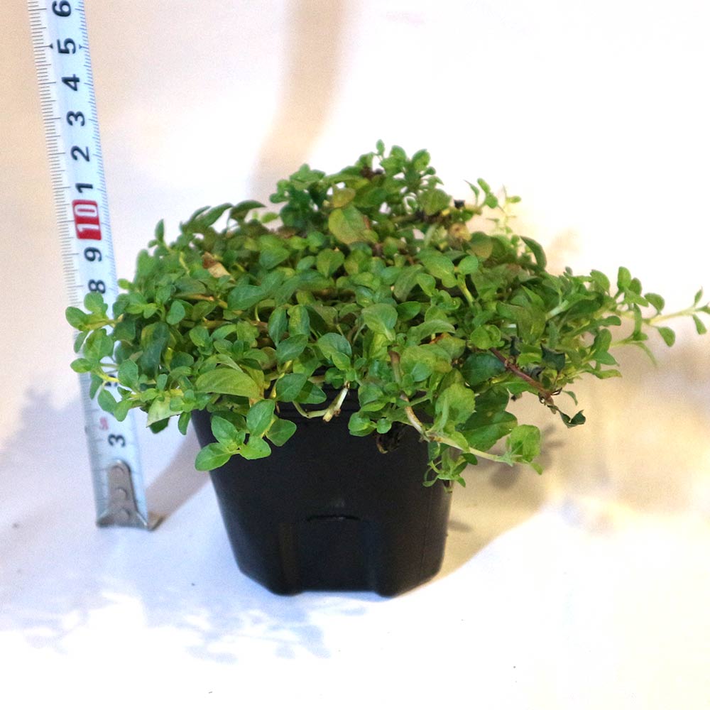 アリよらずハーブ(ペニーロイヤルミント)3個~【ハーブ苗 9cmポット】