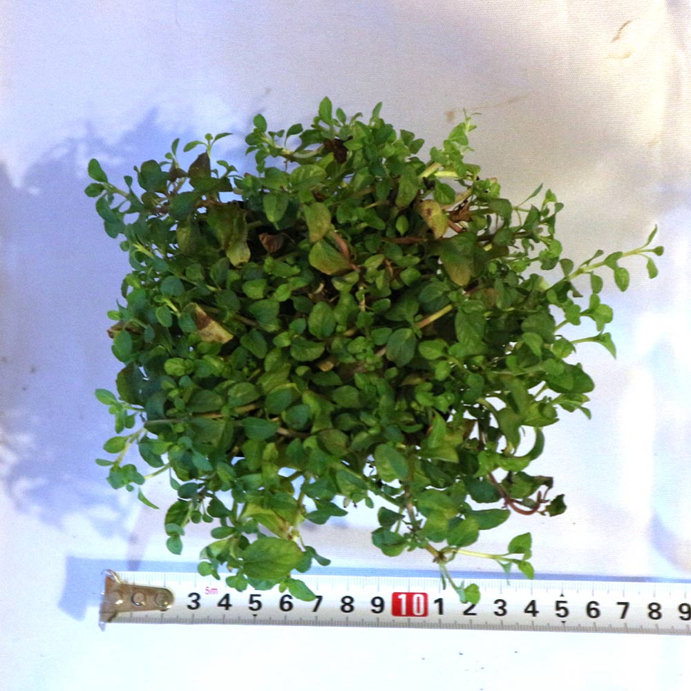 アリよらずハーブ(ペニーロイヤルミント)3個~【ハーブ苗 9cmポット】