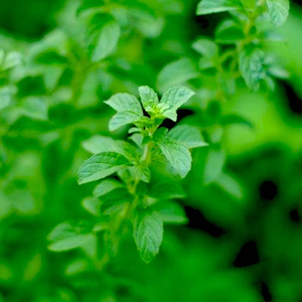 アリよらずハーブ(ペニーロイヤルミント)3個~【ハーブ苗 9cmポット】