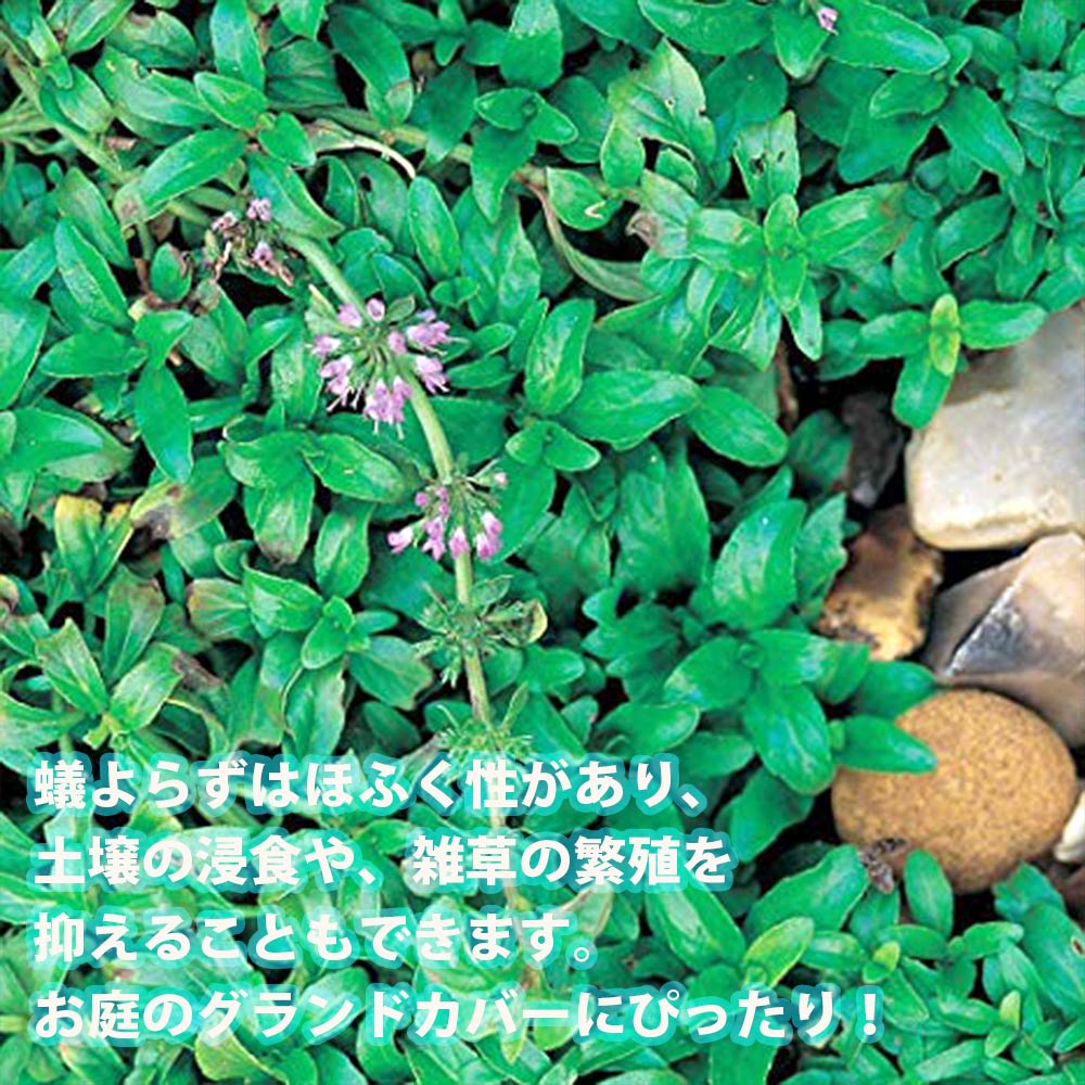 アリよらずハーブ(ペニーロイヤルミント)3個~【ハーブ苗 9cmポット】