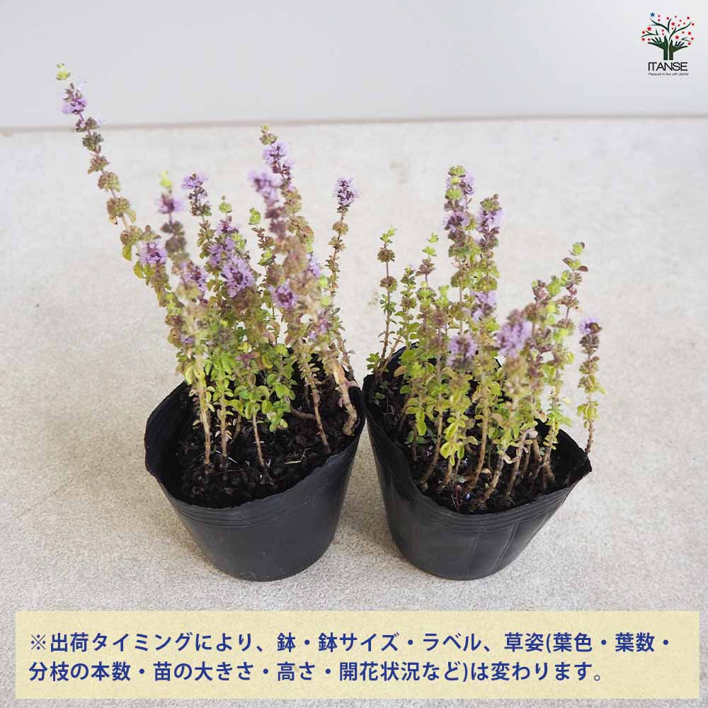 アリよらずハーブ(ペニーロイヤルミント)3個~【ハーブ苗 9cmポット】