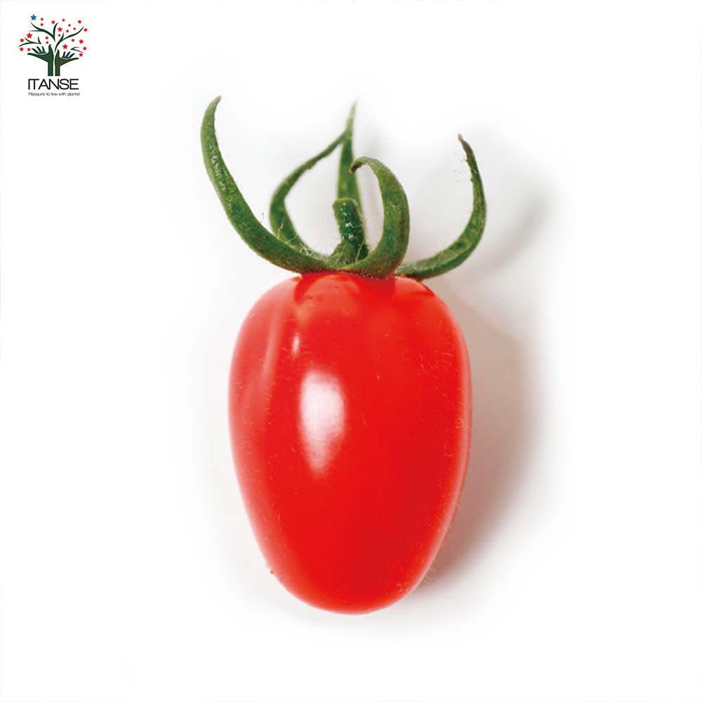 高糖度ミニトマトの苗 プリンセスアイコ 高糖度・育てやすい2個～【野菜の苗 10.5cmポット 自根苗】