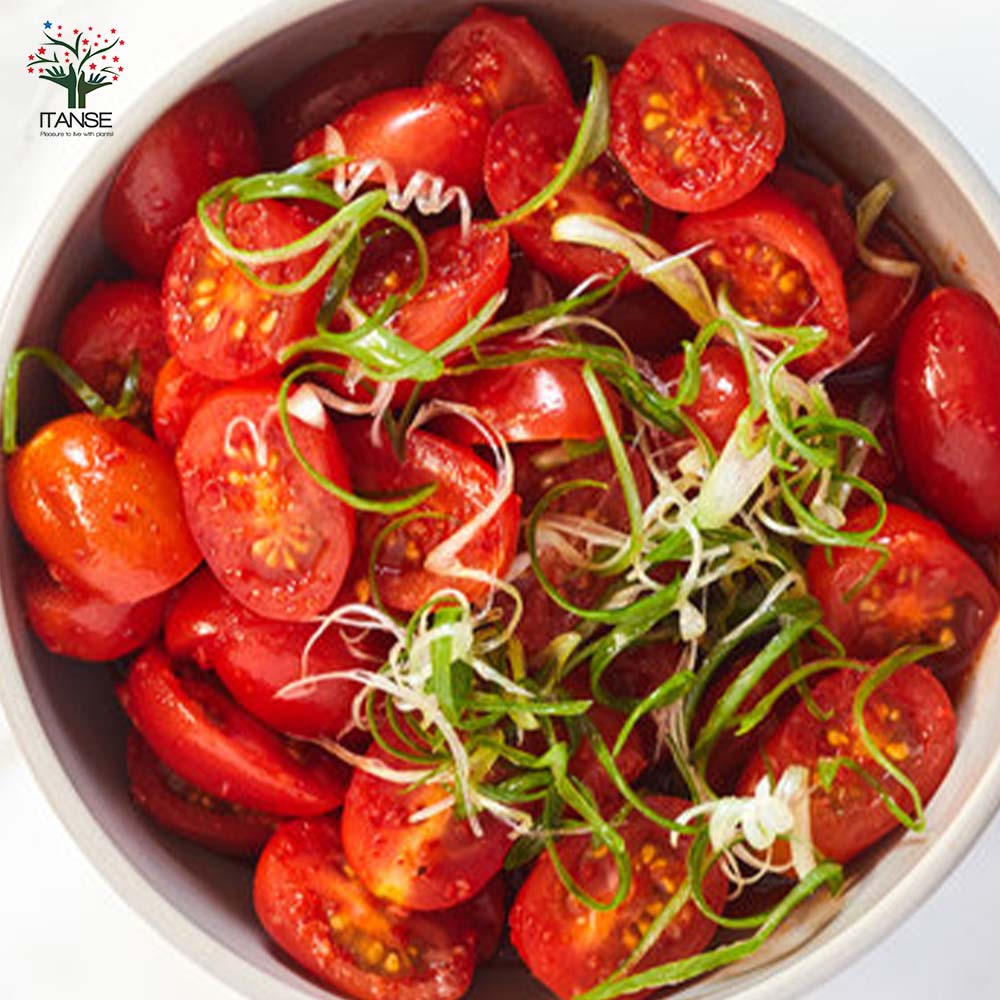 高糖度ミニトマトの苗 プリンセスアイコ 高糖度・育てやすい2個