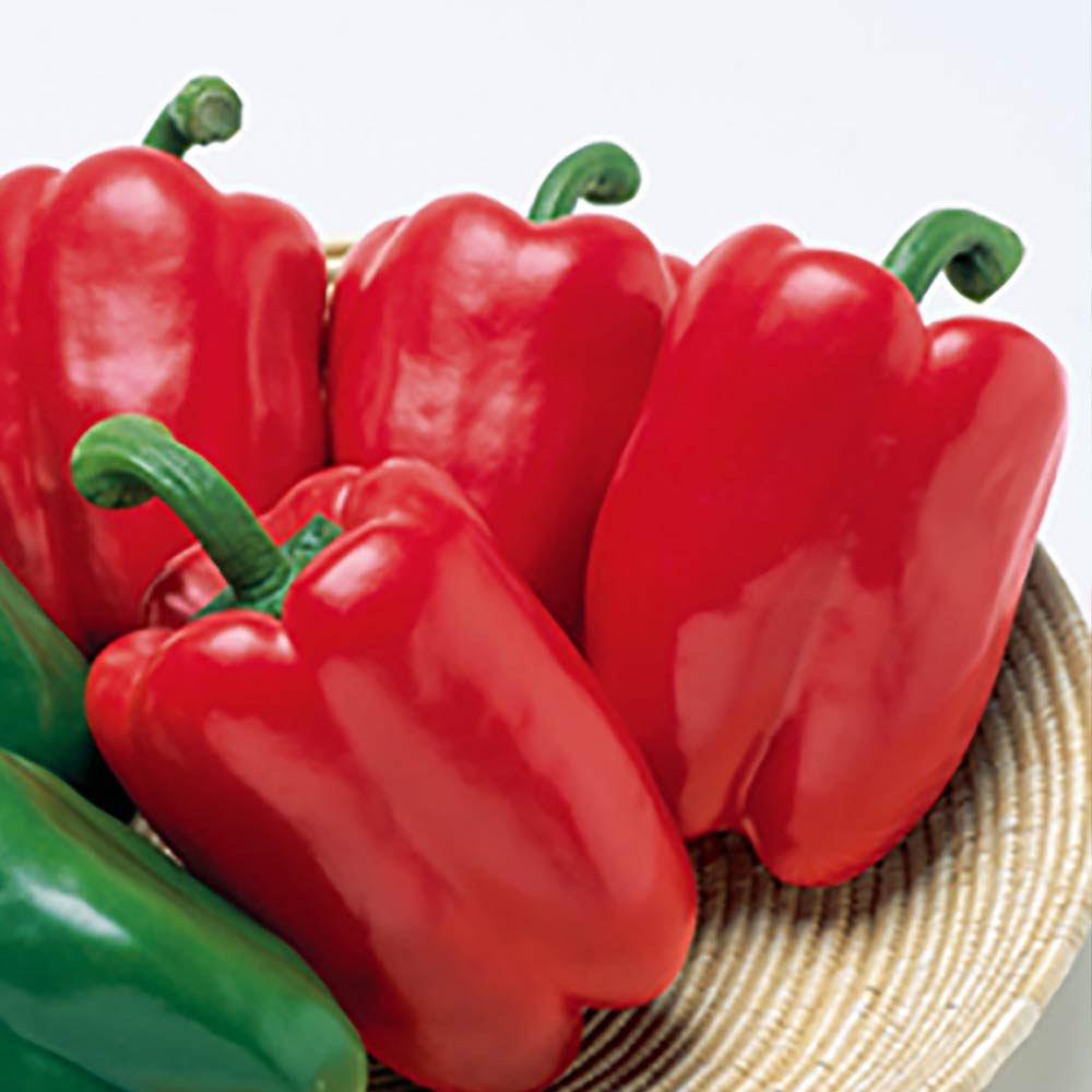 パプリカ・赤(フルーピーレッド自根苗)【野菜 自根苗9cmポット／3個セット】