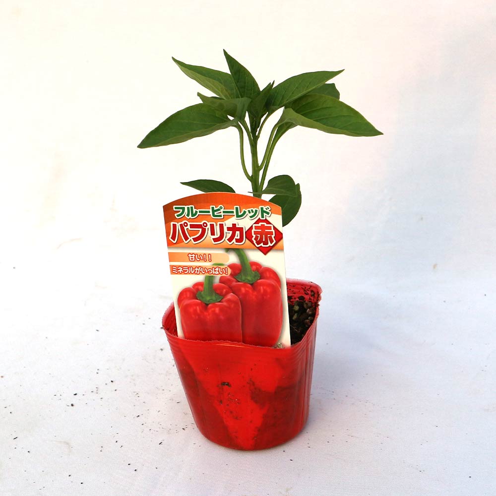 パプリカ・赤(フルーピーレッド自根苗)【野菜 自根苗9cmポット／3個セット】