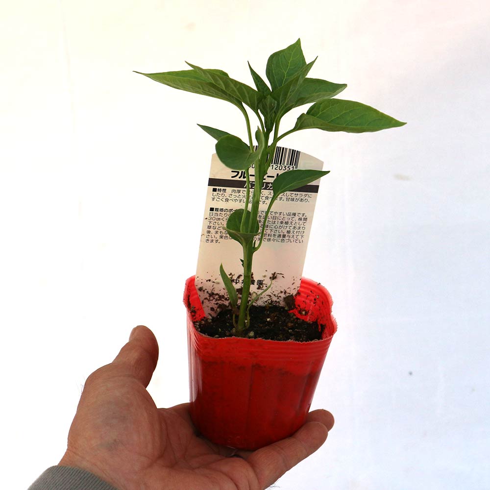 パプリカ・赤(フルーピーレッド自根苗)【野菜 自根苗9cmポット／3個セット】