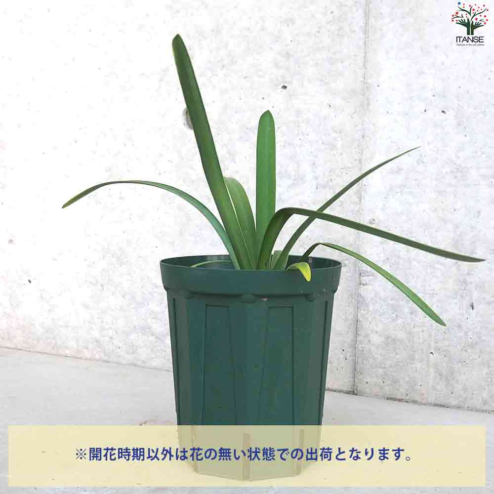 アガパンサス グレイシアストリーム 【花苗 5号鉢】｜ 【植物の