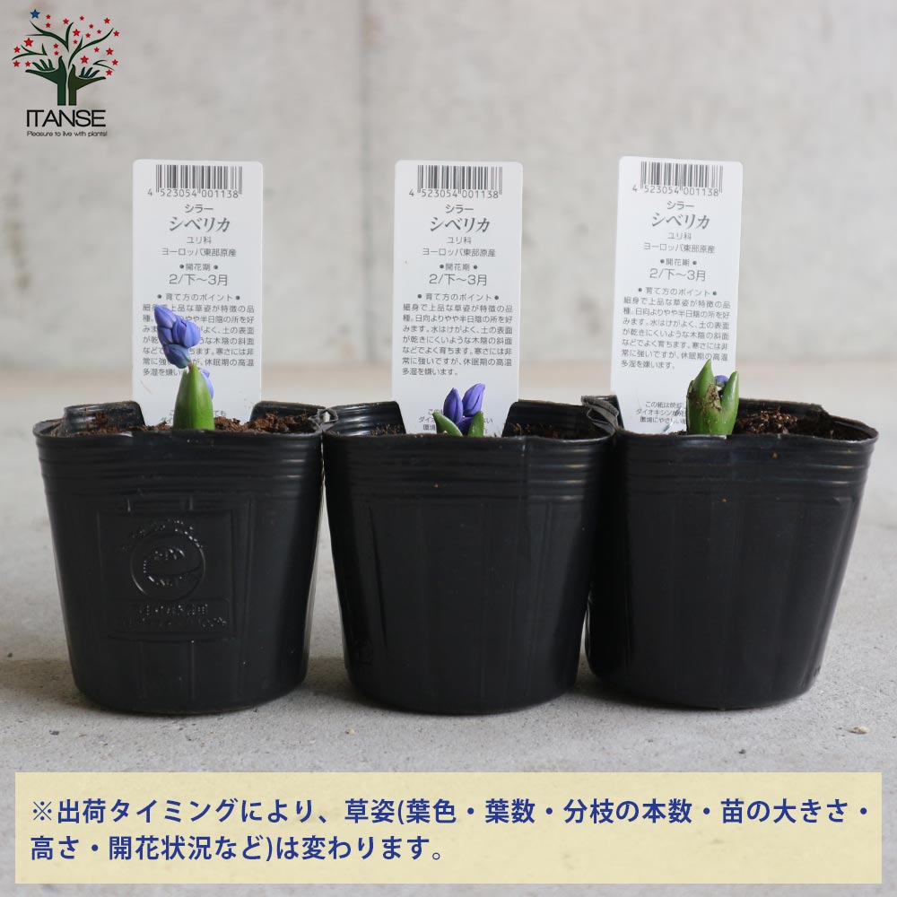 シラー・シベリカ【花苗 3号ポット 球根芽出し苗】｜ 【植物の