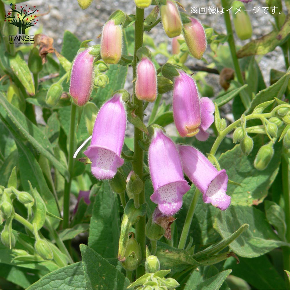 ジギタリス タプシー 宿根草【花苗 10.5cmポット】｜ 【植物の