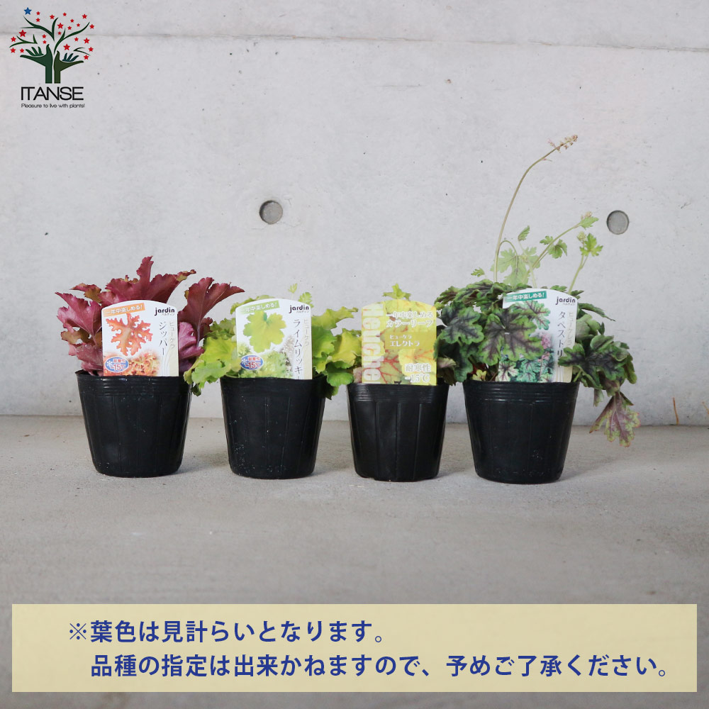 ヒューケラ苗 Amazon | ヒューケラ 苗 フォーエバーレッド 赤葉 3.5号