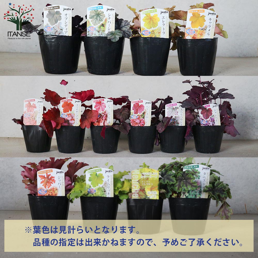 ヒューケラ苗 花苗】ヒューケラ グレープソーダ 9cmポット 1苗 農林水産省品種