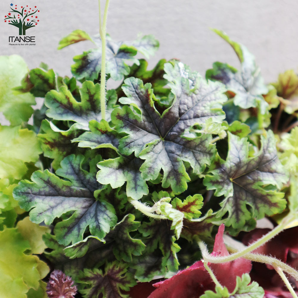 ヒューケラ 色ミックス見計い4個～【花苗 3.5号ポット】｜ 【植物の