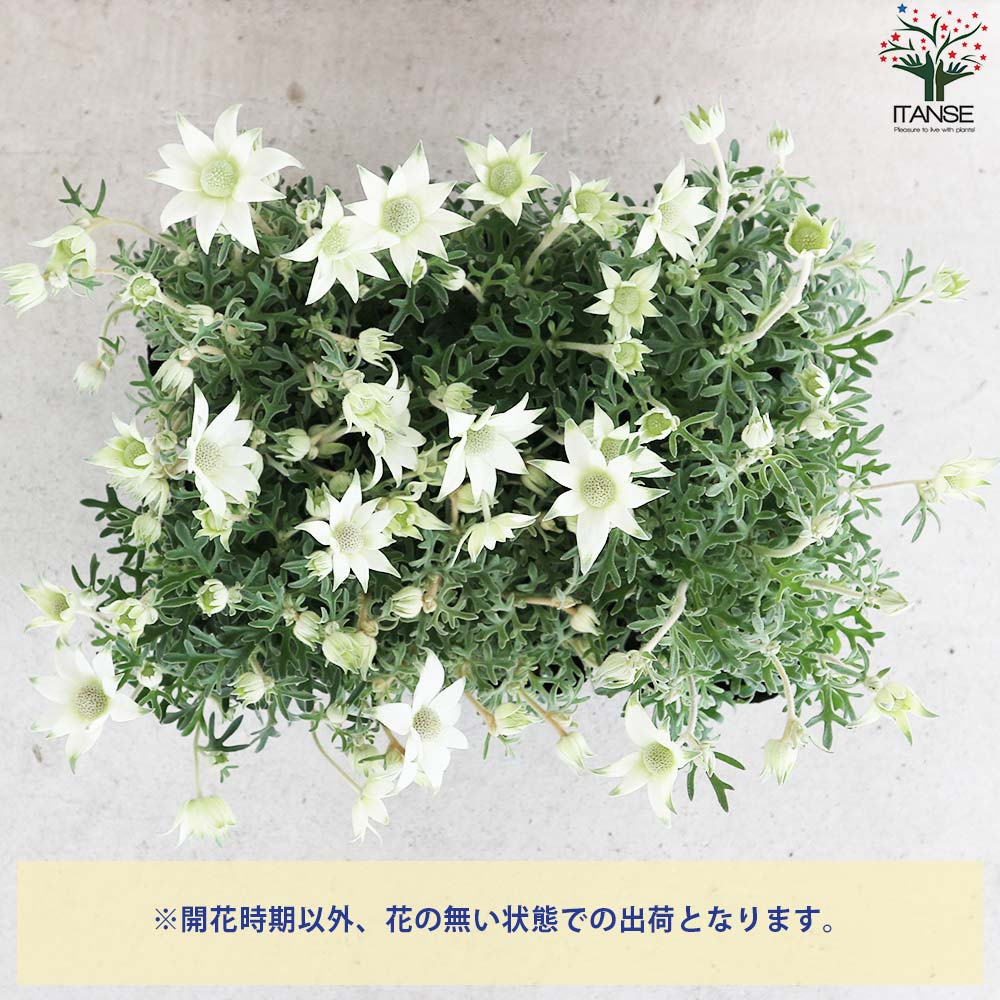 フランネルフラワー リトルエンジェル【花苗 3.5号ポット】｜ 【植物の