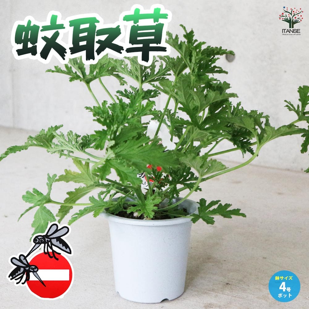 蚊取草