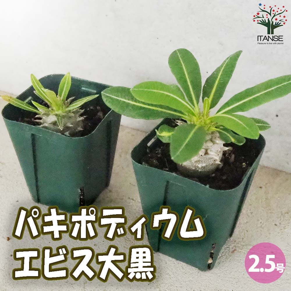 パキポディウム エビス大黒 Lサイズ【多肉植物 2.5号～3号