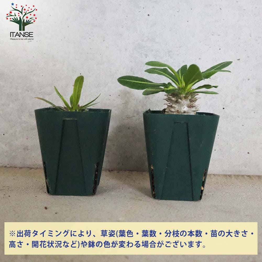 パキポディウム エビス大黒 Lサイズ【多肉植物 2.5号～3号グリーン