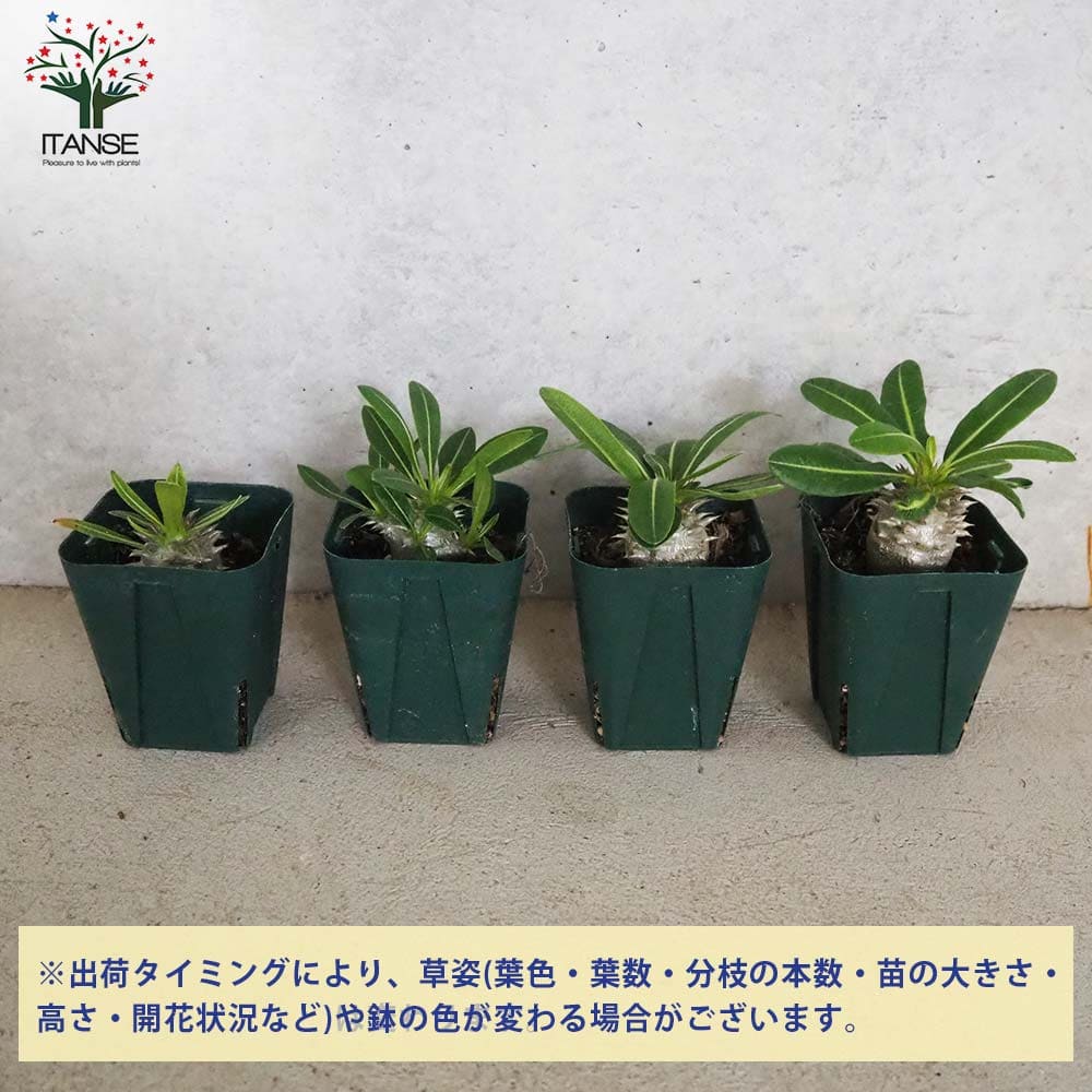 パキポディウム エビス大黒 Lサイズ【多肉植物 2.5号～3号グリーンスリット鉢】