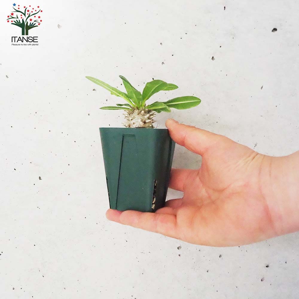 パキポディウム エビス大黒 Lサイズ【多肉植物 2.5号～3号