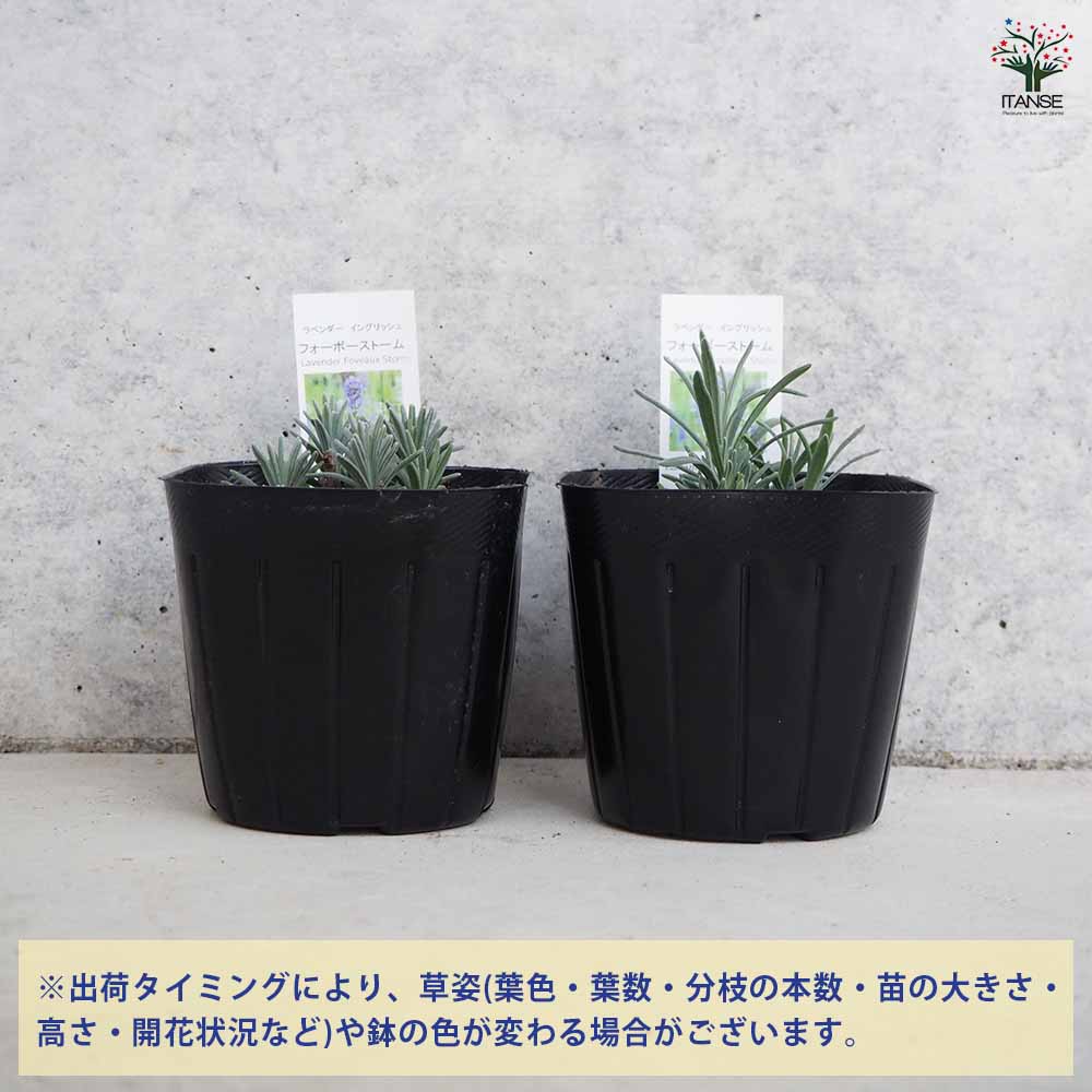 新米予約　9月上旬から    コアラベンダー　20kg 1/8 楽天市場】ブルーマウンテンホワイト・ラベンダー(スパイカ系