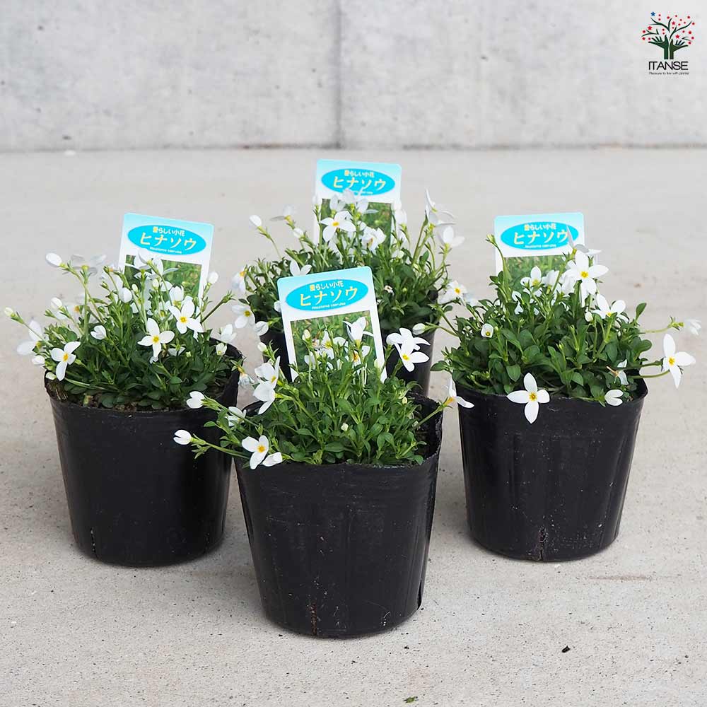 ヒナソウ 白花 【花苗 3号ポット】｜ 【植物のITANSE】全品送料