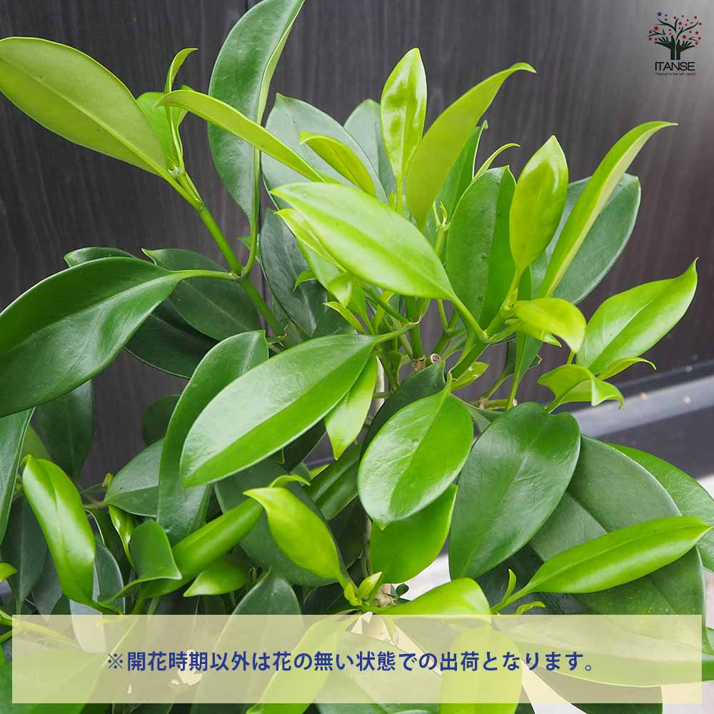 フィカス ファグラエア 皿付き 【観葉植物 8号鉢／1個売り】｜ 【植物