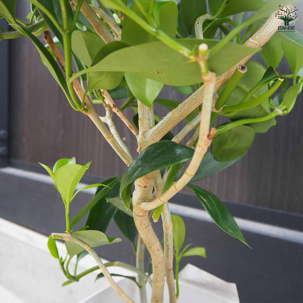 フィカス ファグラエア 皿付き 【観葉植物 8号鉢／1個売り】｜ 【植物