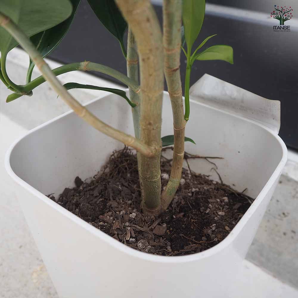 フィカス ファグラエア 皿付き 【観葉植物 8号鉢／1個売り】｜ 【植物