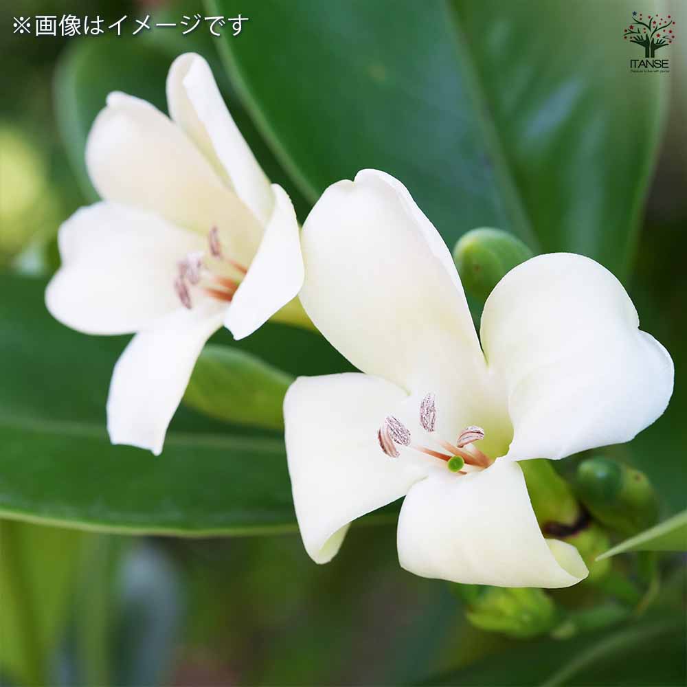 フィカス ファグラエア 皿付き 【観葉植物 8号鉢／1個売り】｜ 【植物