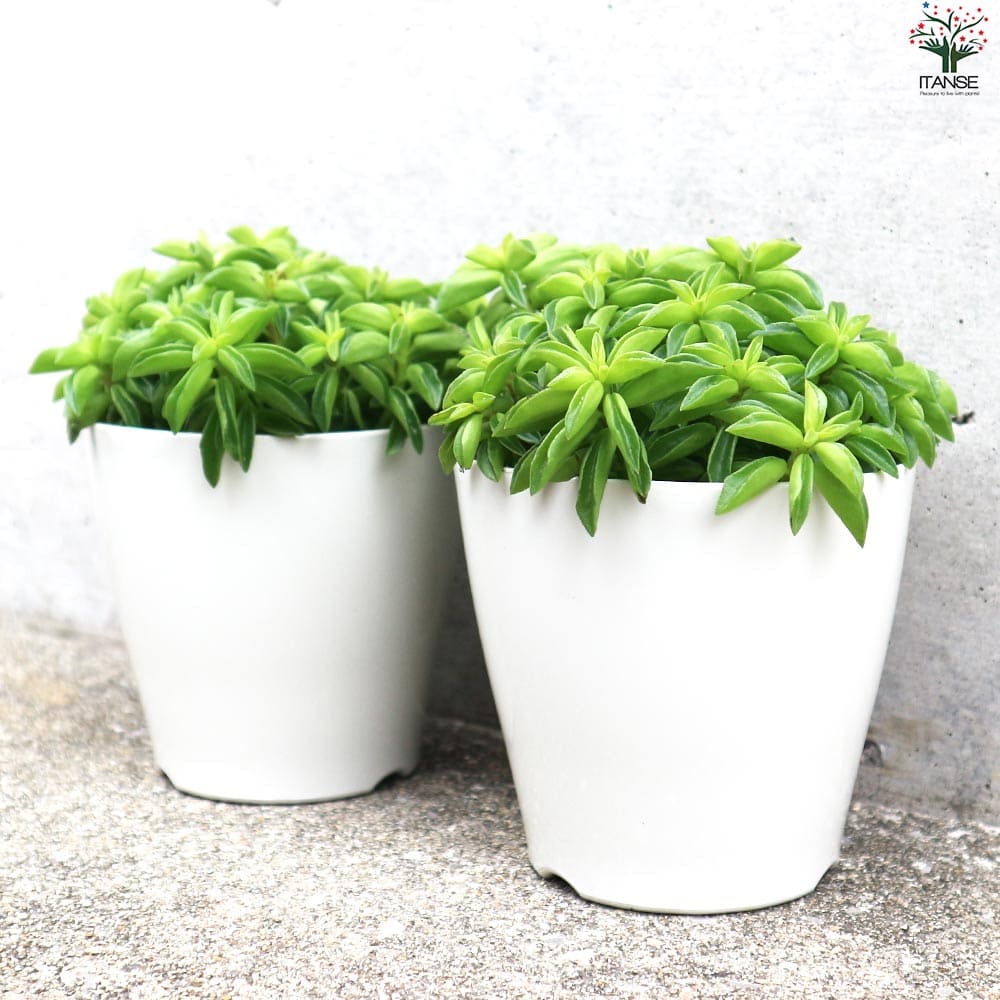 ペペロミア ニパドラ 【観葉植物 3.5号鉢／1個売り】｜ 【植物の