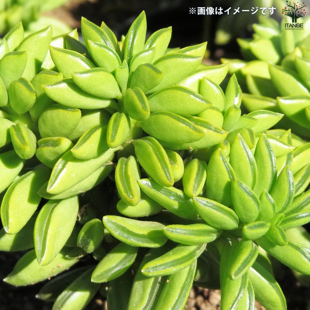 ペペロミア ニパドラ 【観葉植物 3.5号鉢／1個売り】｜ 【植物の
