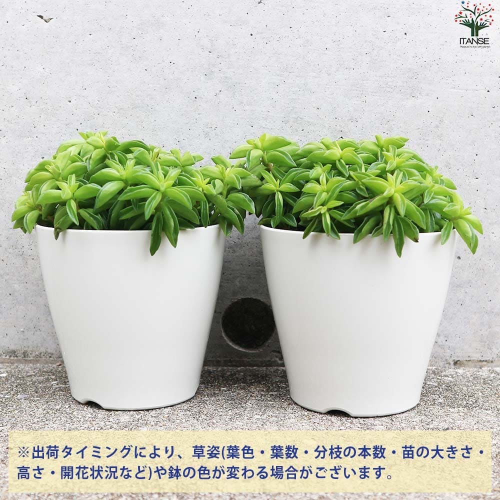 ペペロミア ニパドラ 【観葉植物 3.5号鉢／1個売り】｜ 【植物の