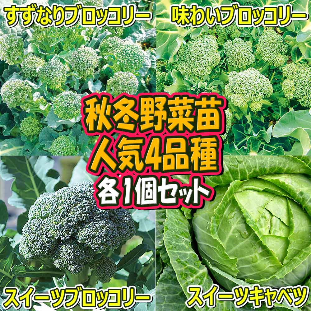 人気の秋冬野菜苗4品種セット セット品種：すずなりブロッコリー・味わいブロッコリー・スイーツブロッコリー・スイーツキャベツ【野菜苗 9cmポット自根苗 各1個/合計4個】