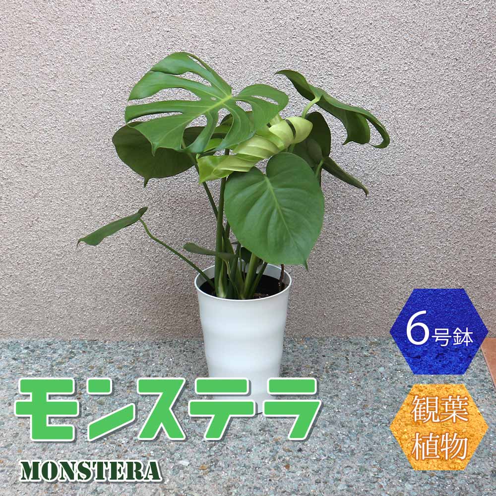 モンステラ プラスチック鉢【中型 観葉植物 6号鉢/1個】