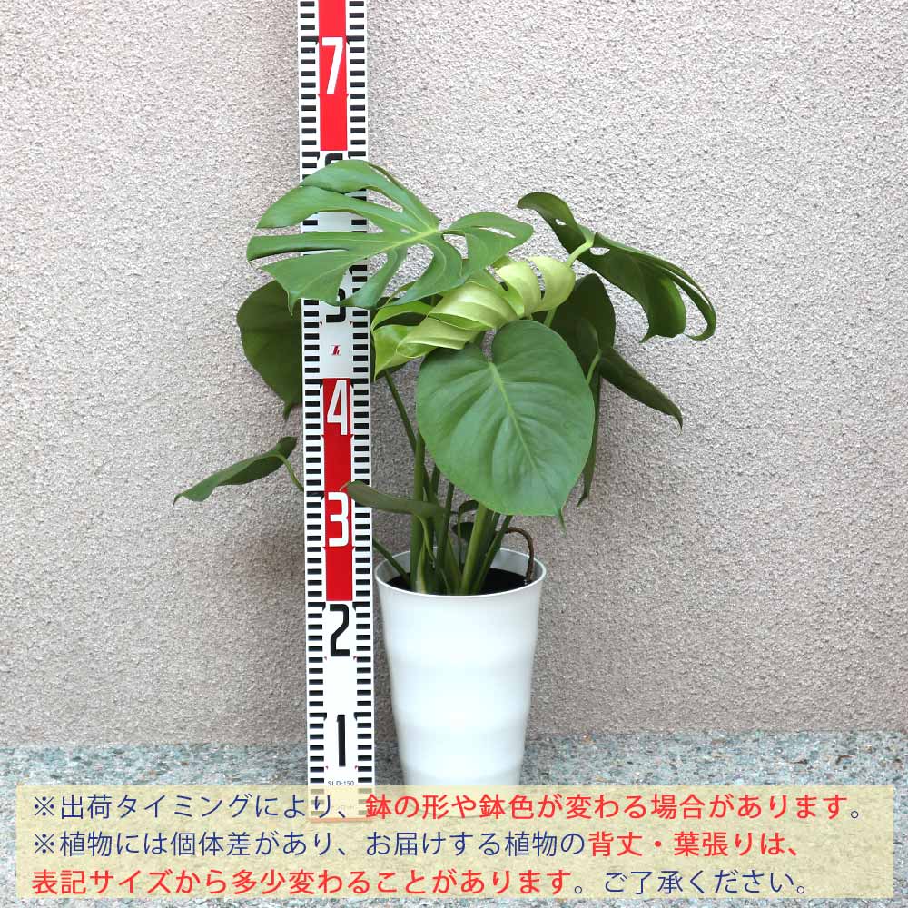 モンステラ プラスチック鉢【中型 観葉植物 6号鉢/1個】