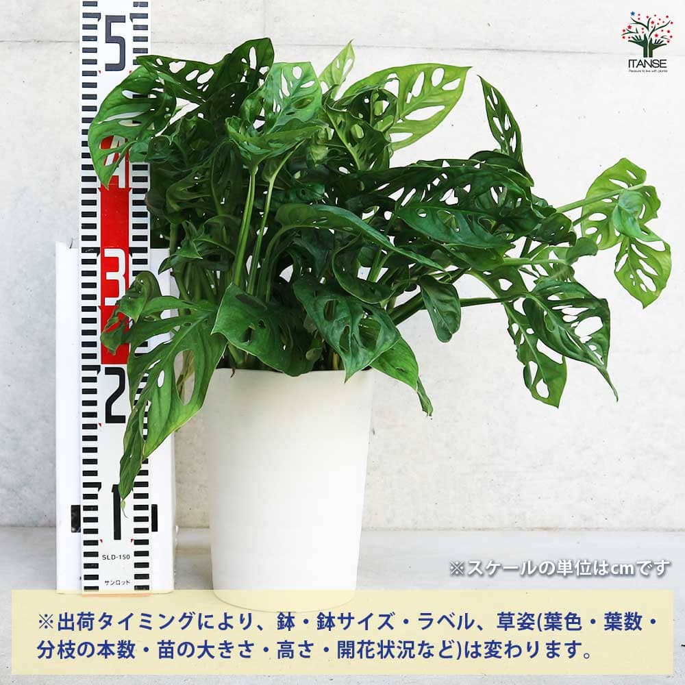 モンステラ マドカズラ 【観葉植物 6号/1個売り】