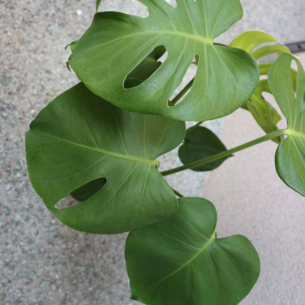 モンステラ プラスチック鉢【中型 観葉植物 6号鉢／1個】｜ 【植物の