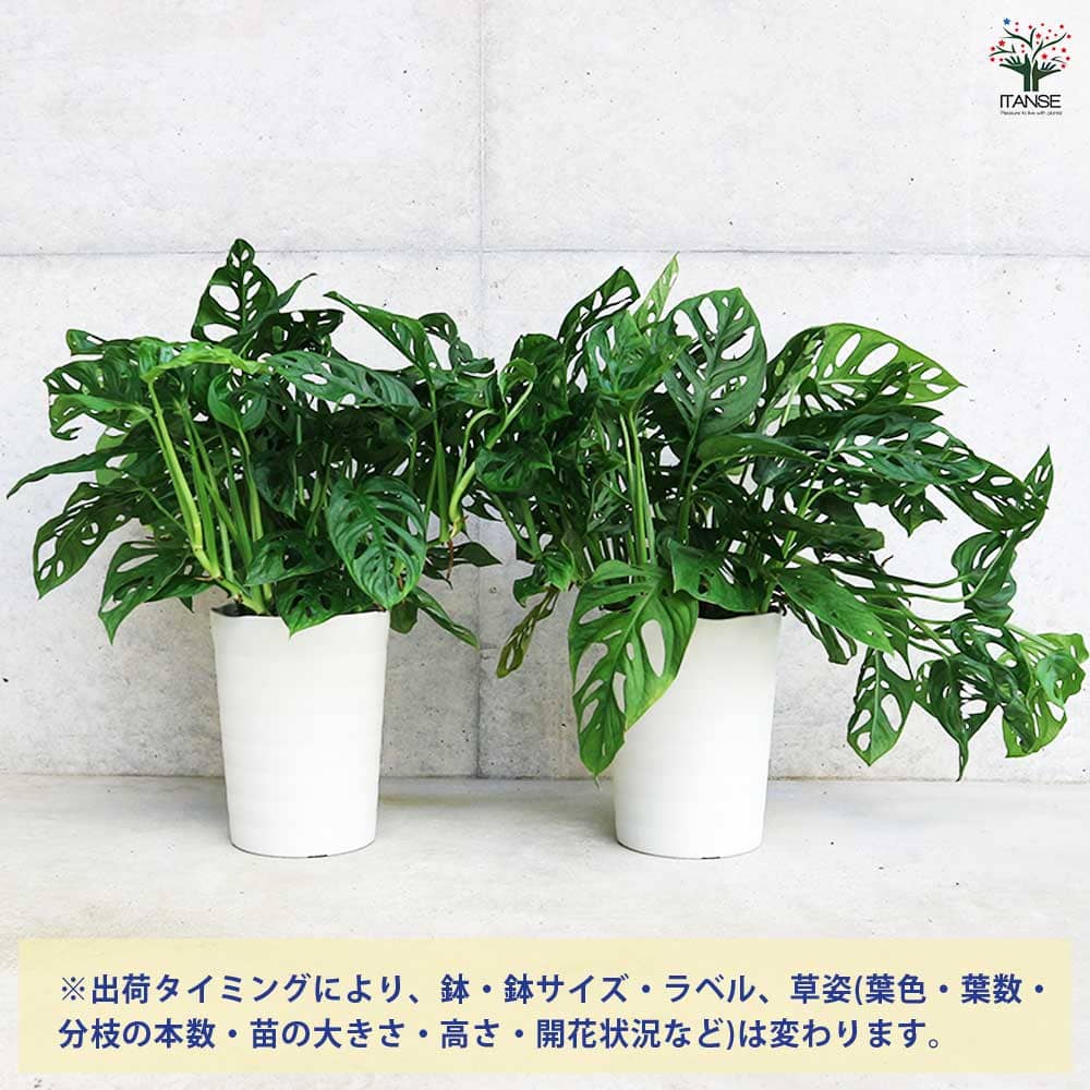 マドカズラ つる 現品 希少 マドカズラ 斑入り 観葉植物 レア かわいい