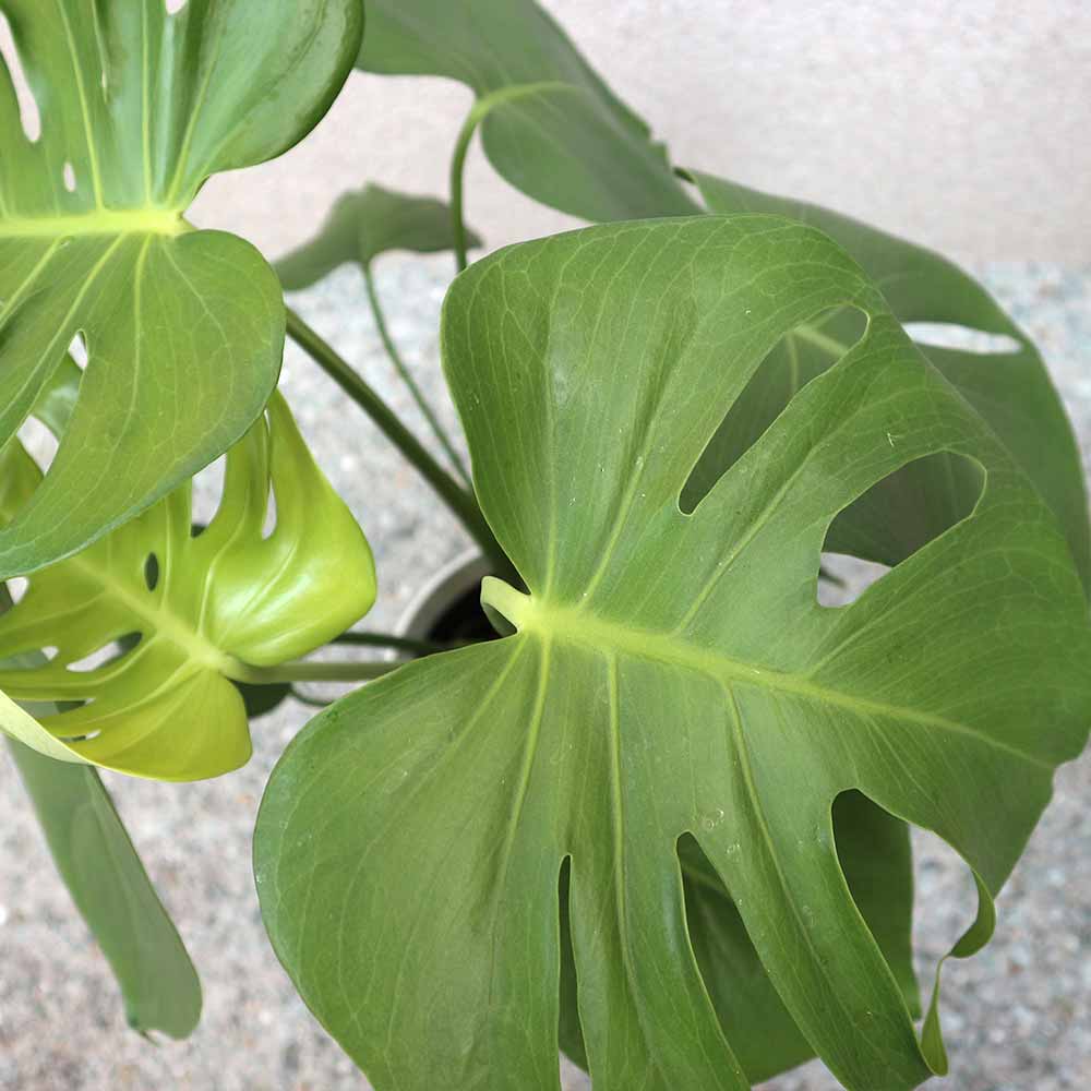 モンステラ プラスチック鉢【中型 観葉植物 6号鉢/1個】
