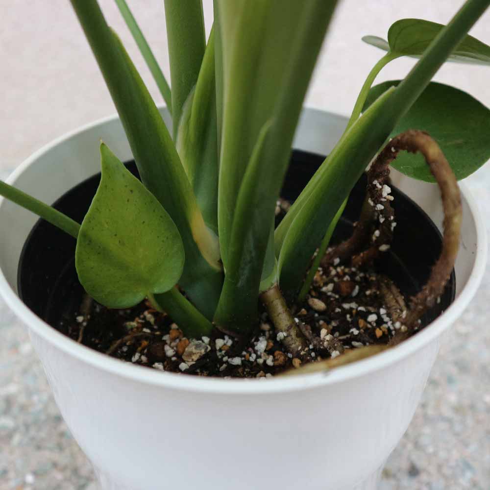 モンステラ プラスチック鉢【中型 観葉植物 6号鉢/1個】
