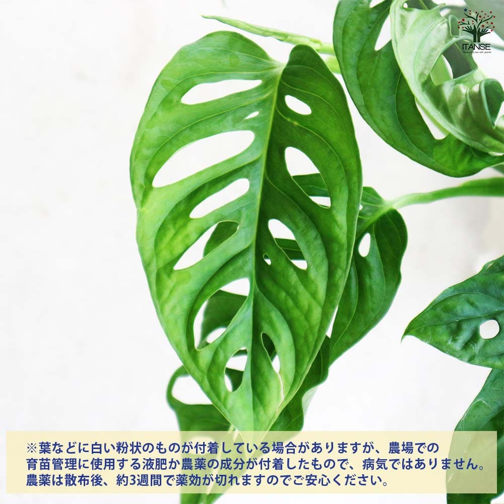 モンステラ マドカズラ 【観葉植物 6号/1個売り】
