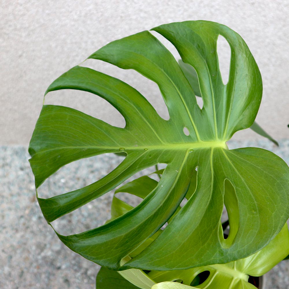 モンステラ プラスチック鉢【中型 観葉植物 6号鉢／1個】｜ 【植物の