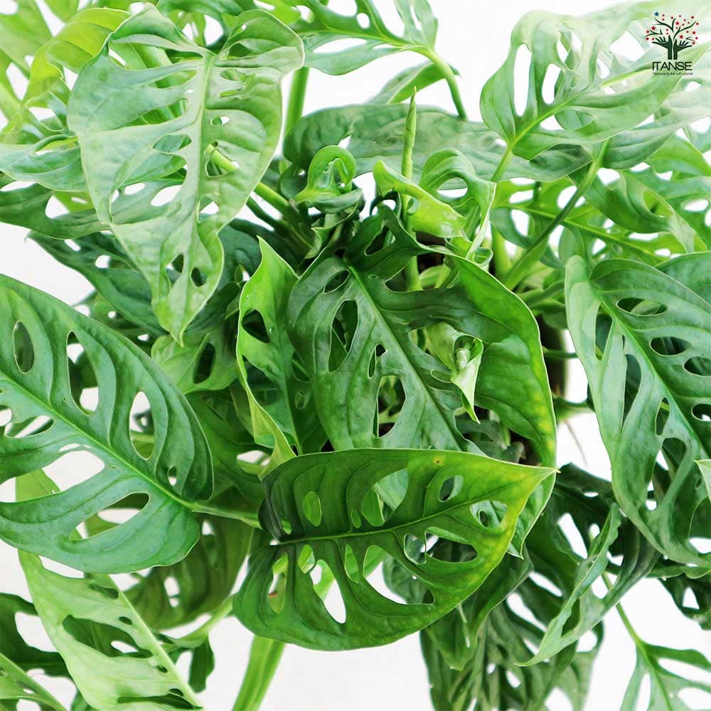 モンステラ マドカズラ 【観葉植物 6号/1個売り】