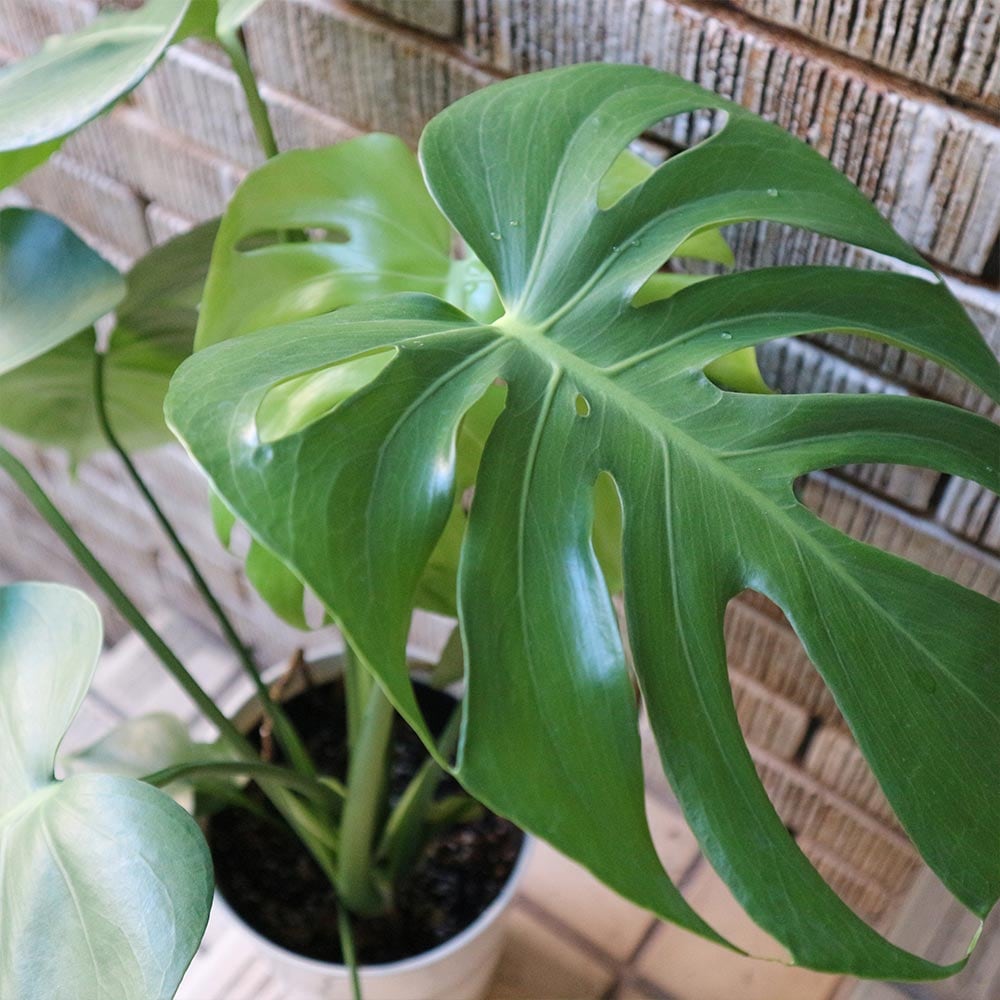 モンステラ プラスチック鉢【中型 観葉植物 6号鉢/1個】