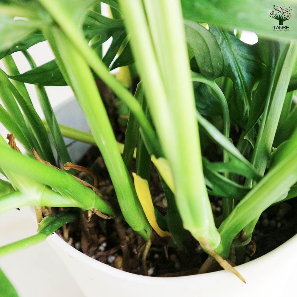 モンステラ マドカズラ 【観葉植物 6号／1個売り】｜ 【植物の