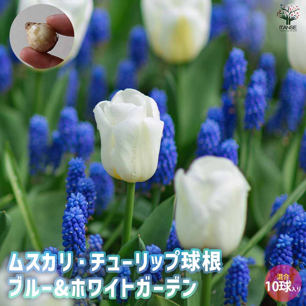 ムスカリ チューリップ ブルー＆ホワイトガーデン 混合