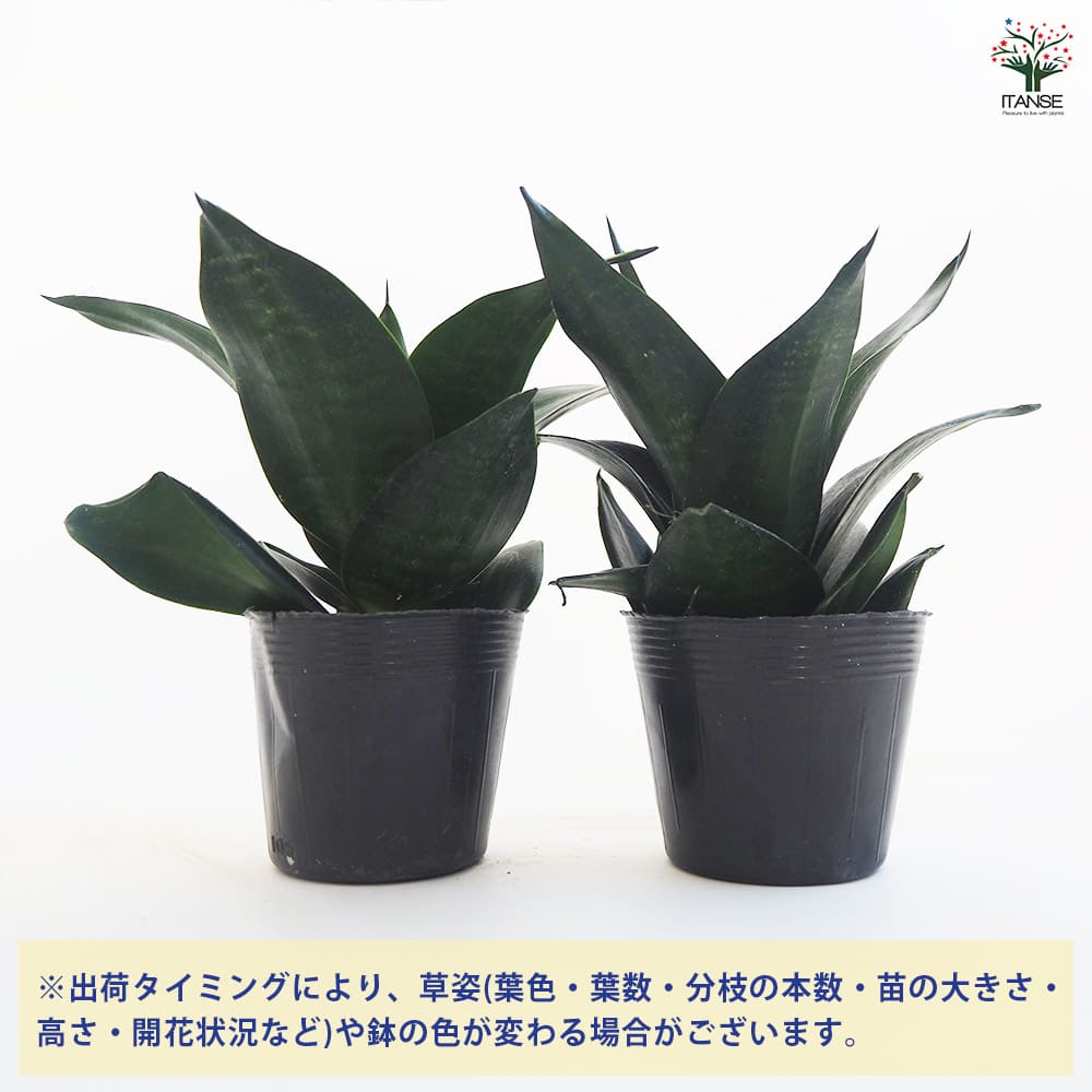 サンスベリア ブラックドラゴン 【観葉植物 3.5号】｜ 【植物の