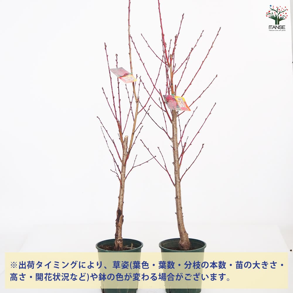 レア、切花品種　紅☆☆　小苗 10_000000007527.jpg?1719987734